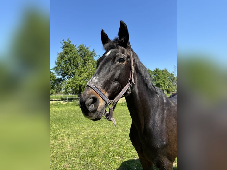 Sportivo Tedesco / Sportivo della Germania Giumenta 21 Anni 164 cm Baio nero in Philippsburg