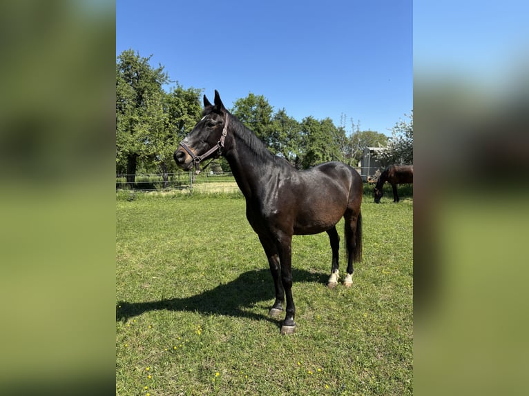 Sportivo Tedesco / Sportivo della Germania Giumenta 21 Anni 164 cm Baio nero in Philippsburg