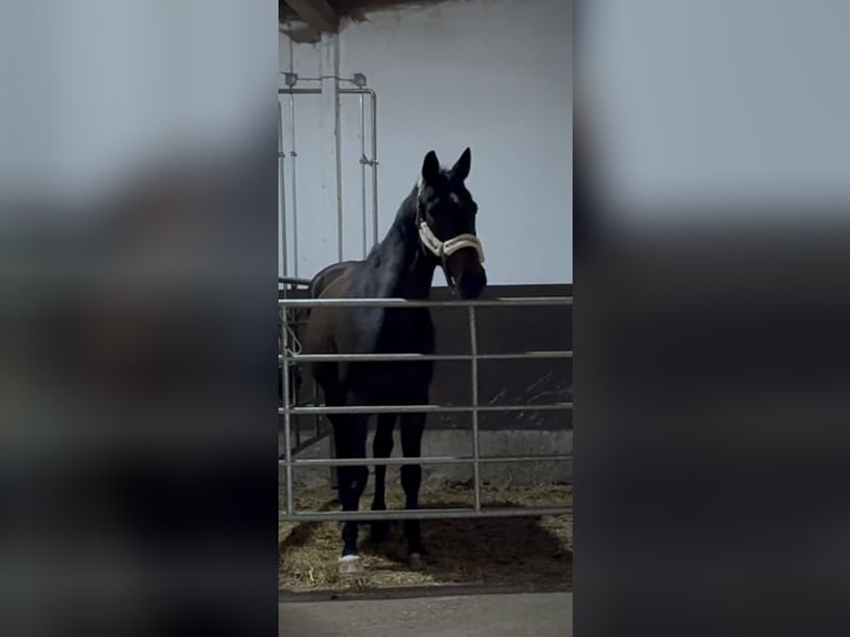 Sportivo Tedesco / Sportivo della Germania Giumenta 22 Anni 168 cm in Bad Neustadt an der Saale