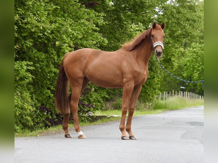 Sportivo Tedesco / Sportivo della Germania Giumenta 2 Anni 155 cm Sauro in Verl