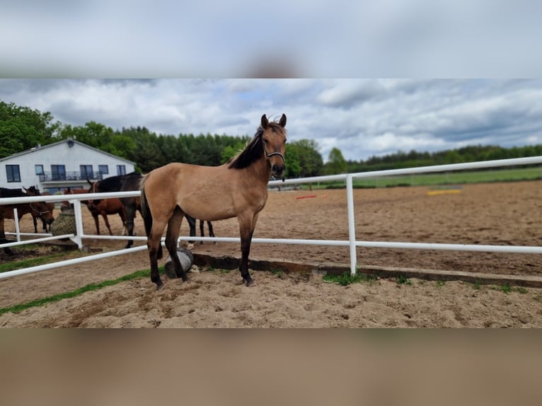 Sportivo Tedesco / Sportivo della Germania Giumenta 2 Anni 162 cm Falbo in L&#x119;bork