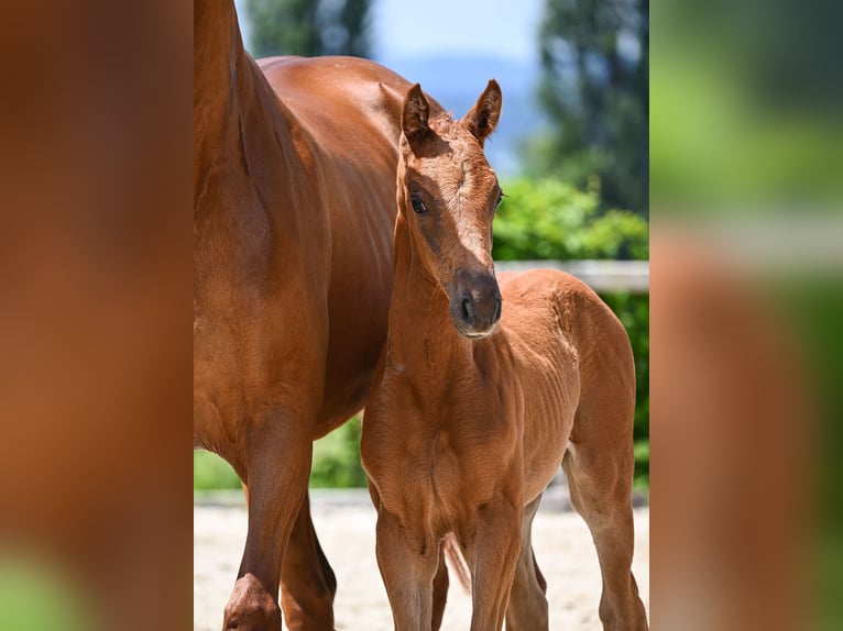 Sportivo Tedesco / Sportivo della Germania Giumenta 2 Anni 162 cm Sauro in Taufkirchen (Vils)