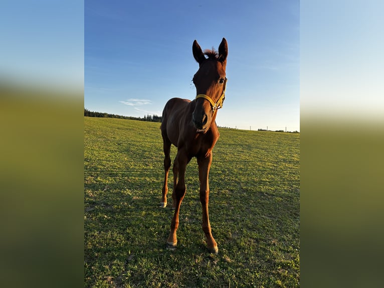 Sportivo Tedesco / Sportivo della Germania Giumenta 2 Anni 162 cm Sauro in Taufkirchen (Vils)