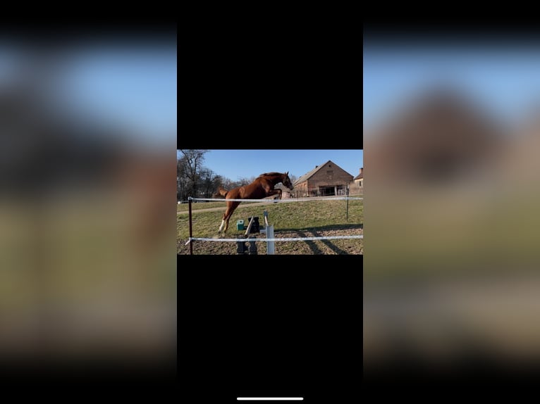 Sportivo Tedesco / Sportivo della Germania Giumenta 2 Anni 162 cm Sauro in Zangenberg