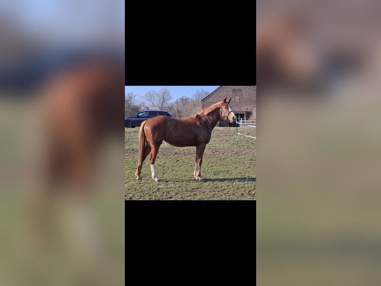 Sportivo Tedesco / Sportivo della Germania Giumenta 2 Anni 162 cm Sauro in Zangenberg