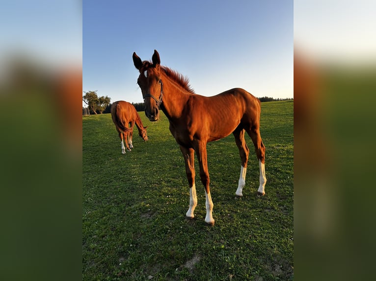 Sportivo Tedesco / Sportivo della Germania Giumenta 2 Anni 162 cm Sauro in Taufkirchen (Vils)