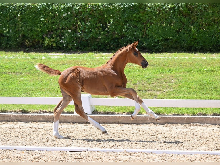 Sportivo Tedesco / Sportivo della Germania Giumenta 2 Anni 162 cm Sauro in Taufkirchen (Vils)