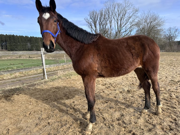 Sportivo Tedesco / Sportivo della Germania Giumenta 2 Anni 163 cm Baio in Anlier