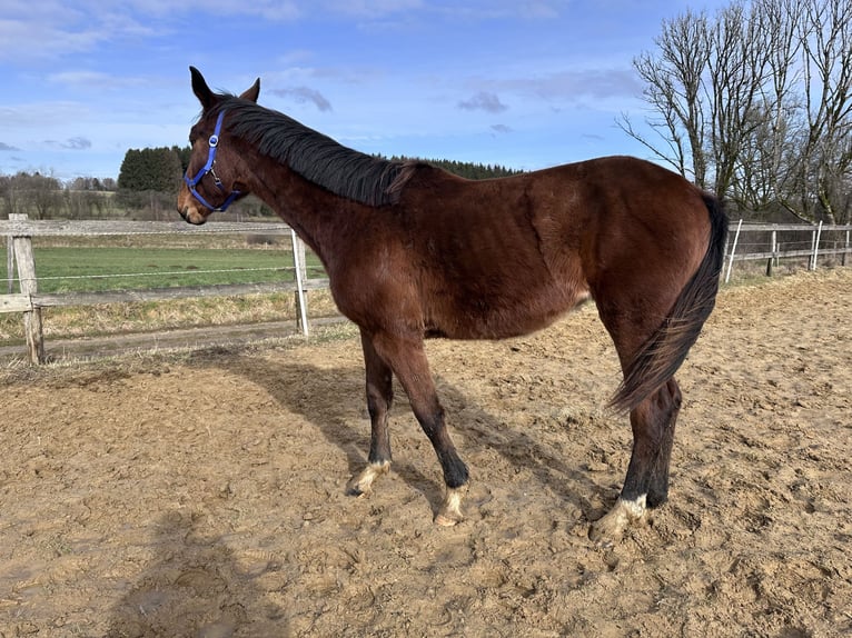 Sportivo Tedesco / Sportivo della Germania Giumenta 2 Anni 163 cm Baio in Anlier