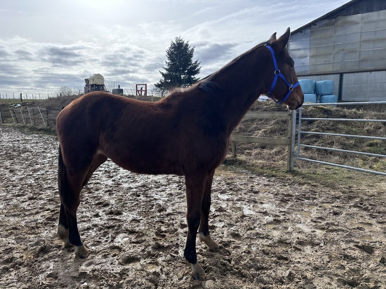 Sportivo Tedesco / Sportivo della Germania Giumenta 2 Anni 163 cm Baio in Anlier