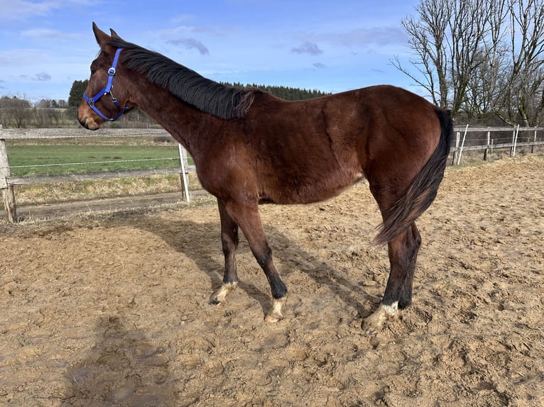Sportivo Tedesco / Sportivo della Germania Giumenta 2 Anni 163 cm Baio in Anlier