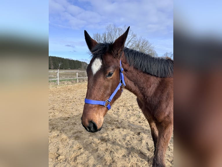 Sportivo Tedesco / Sportivo della Germania Giumenta 2 Anni 163 cm Baio in Anlier