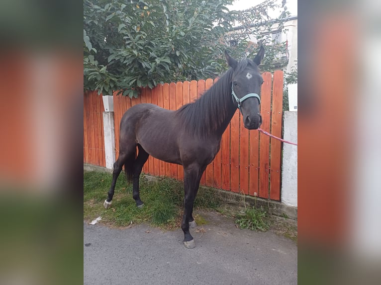 Sportivo Tedesco / Sportivo della Germania Giumenta 2 Anni 163 cm Baio scuro in Męcinka