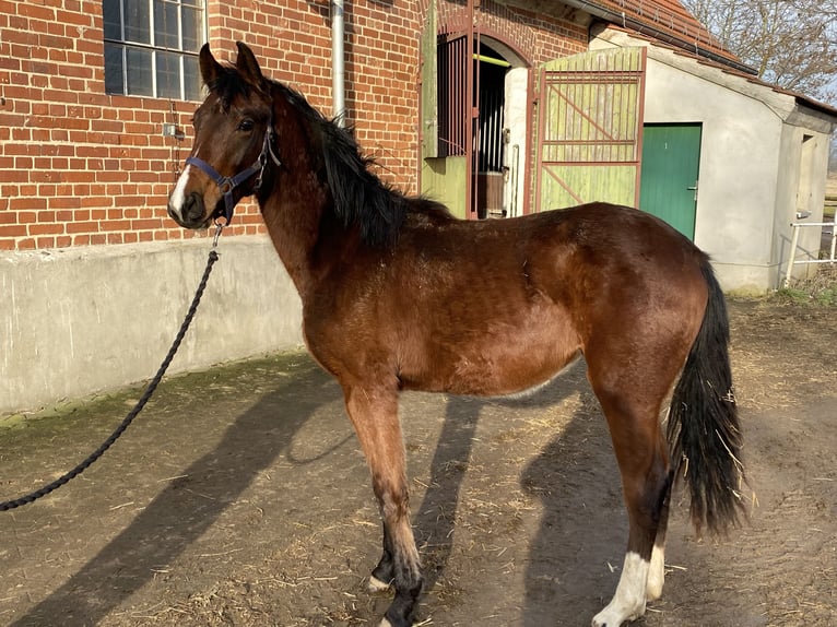 Sportivo Tedesco / Sportivo della Germania Giumenta 2 Anni 165 cm Baio in Herzberg