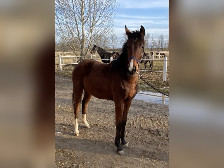 Sportivo Tedesco / Sportivo della Germania Giumenta 2 Anni 165 cm Baio in Herzberg