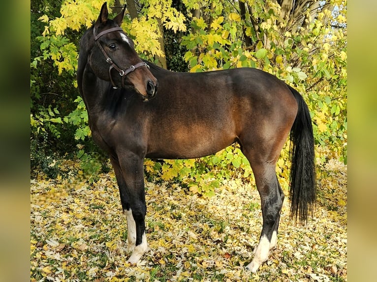 Sportivo Tedesco / Sportivo della Germania Giumenta 2 Anni 165 cm Baio scuro in Bretten