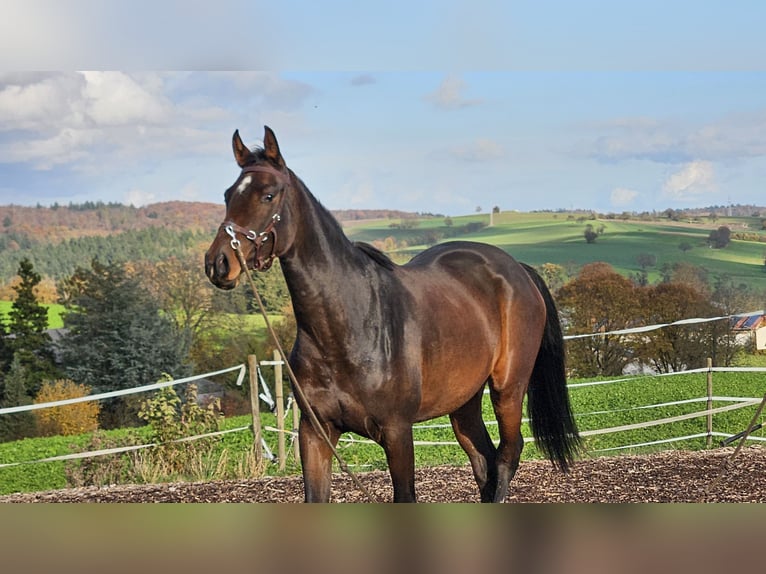 Sportivo Tedesco / Sportivo della Germania Giumenta 2 Anni 165 cm Baio scuro in Bretten
