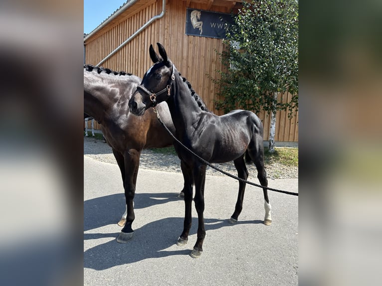 Sportivo Tedesco / Sportivo della Germania Giumenta 2 Anni 165 cm Baio scuro in Kißlegg
