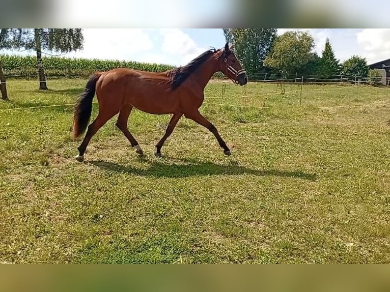 Sportivo Tedesco / Sportivo della Germania Giumenta 2 Anni 168 cm Baio in Döbeln