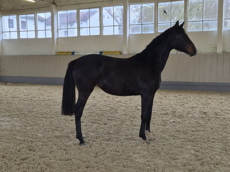 Sportivo Tedesco / Sportivo della Germania Giumenta 2 Anni 170 cm Baio nero in Rotthalmünster