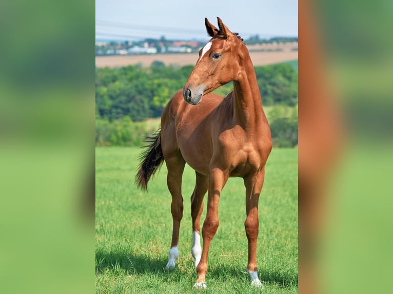 Sportivo Tedesco / Sportivo della Germania Giumenta 2 Anni 170 cm Sauro scuro in Dornburg-Camburg