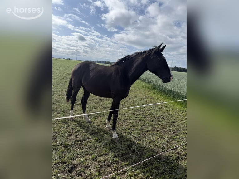 Sportivo Tedesco / Sportivo della Germania Giumenta 2 Anni 172 cm Baio nero in Kastl