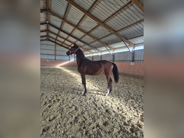 Sportivo Tedesco / Sportivo della Germania Giumenta 2 Anni 180 cm Baio in Wiesloch