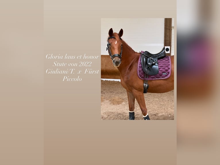 Sportivo Tedesco / Sportivo della Germania Giumenta 3 Anni 154 cm Sauro in Bad Wurzach