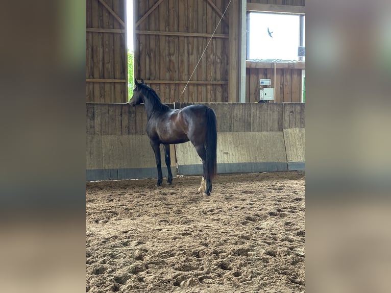 Sportivo Tedesco / Sportivo della Germania Giumenta 3 Anni 155 cm Baio in Aurach
