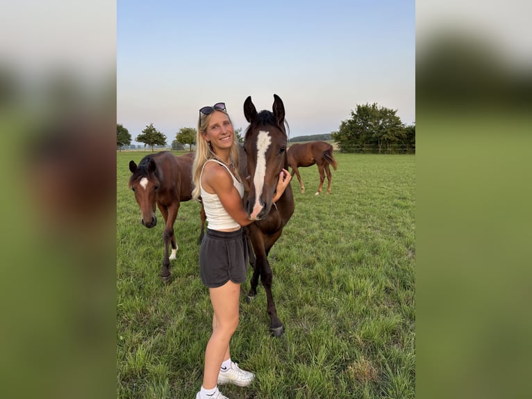 Sportivo Tedesco / Sportivo della Germania Giumenta 3 Anni 155 cm Baio in Aurach