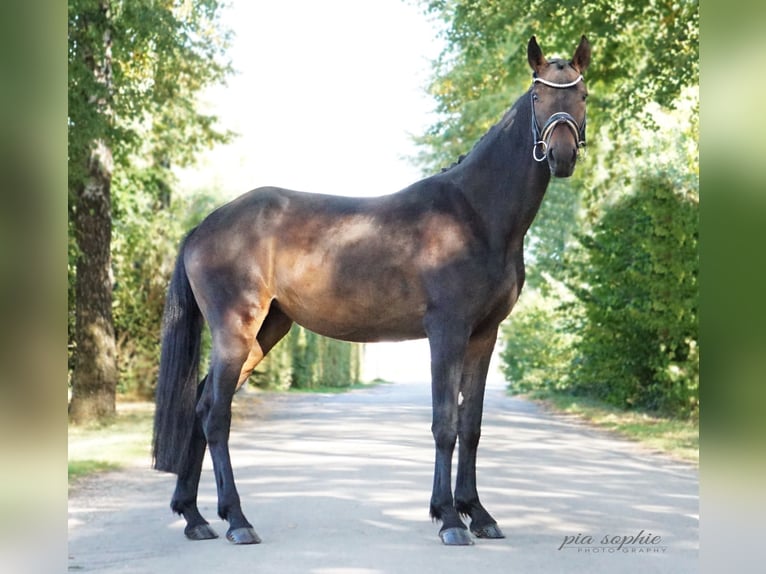 Sportivo Tedesco / Sportivo della Germania Giumenta 3 Anni 155 cm Baio scuro in Illertissen