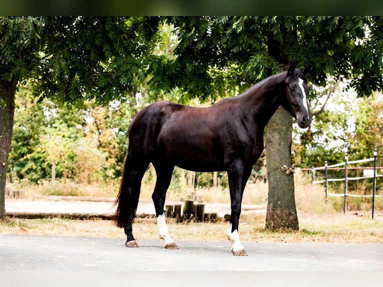 Sportivo Tedesco / Sportivo della Germania Giumenta 3 Anni 157 cm Morello in Ballenstedt