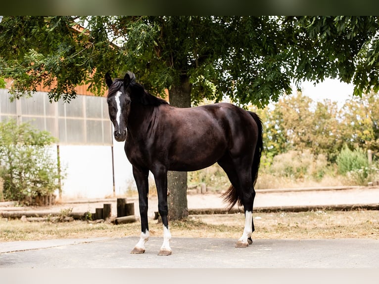 Sportivo Tedesco / Sportivo della Germania Giumenta 3 Anni 157 cm Morello in Ballenstedt