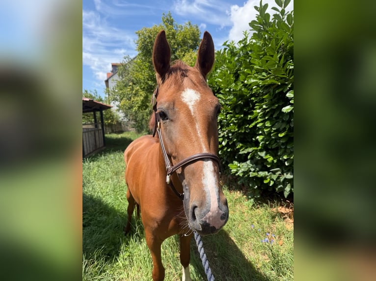 Sportivo Tedesco / Sportivo della Germania Giumenta 3 Anni 158 cm Sauro in Heidelberg
