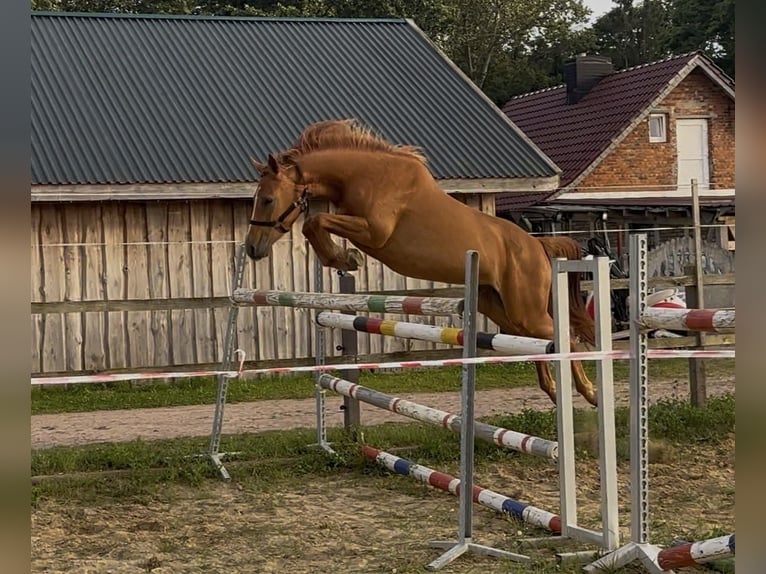 Sportivo Tedesco / Sportivo della Germania Giumenta 3 Anni 158 cm Sauro in Mollnitz
