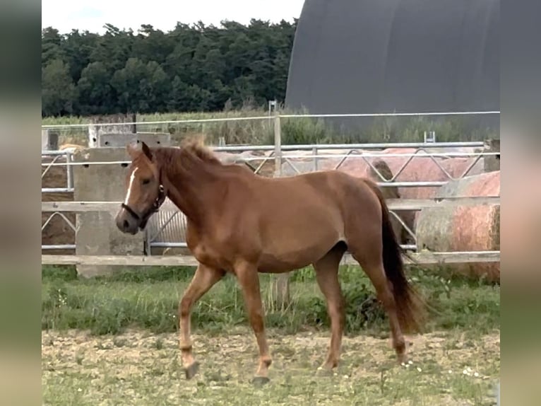 Sportivo Tedesco / Sportivo della Germania Giumenta 3 Anni 158 cm Sauro in Mollnitz