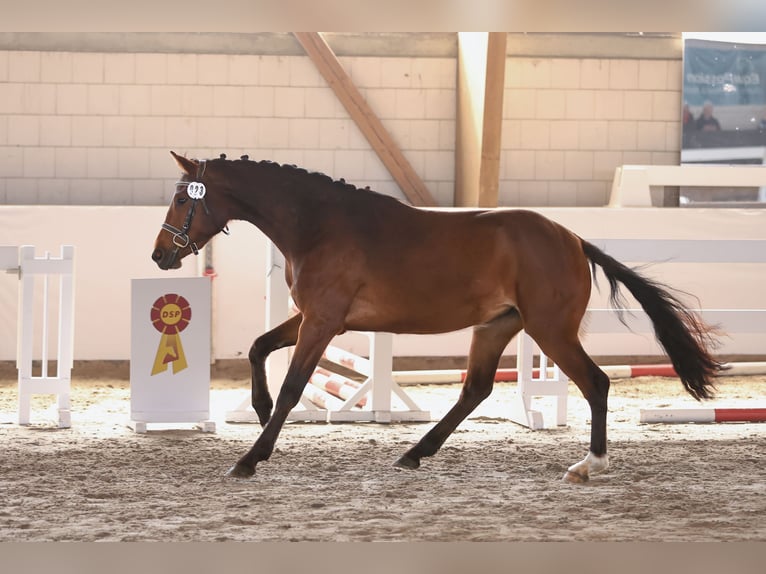 Sportivo Tedesco / Sportivo della Germania Giumenta 3 Anni 159 cm Baio in Nauen