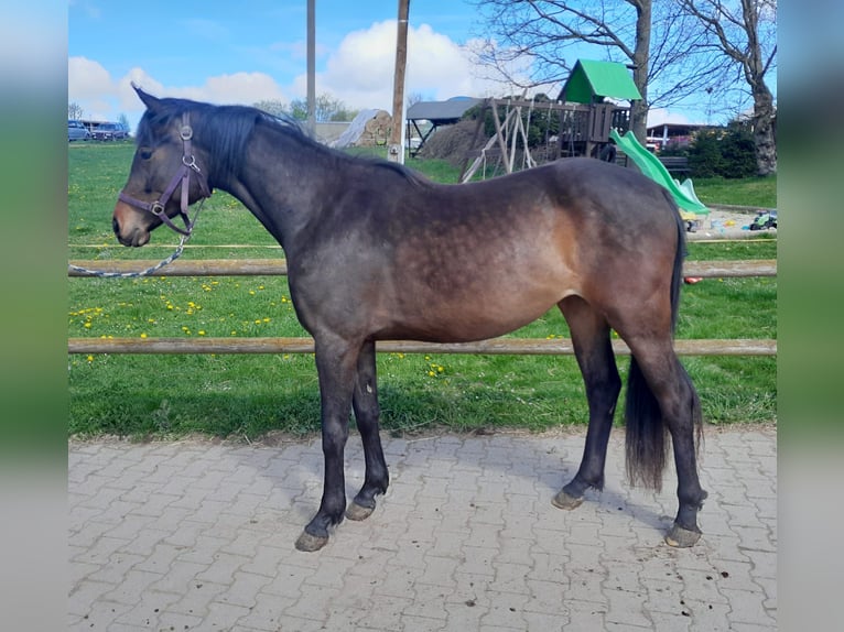 Sportivo Tedesco / Sportivo della Germania Giumenta 3 Anni 160 cm Baio in Limbach-Oberfrohna