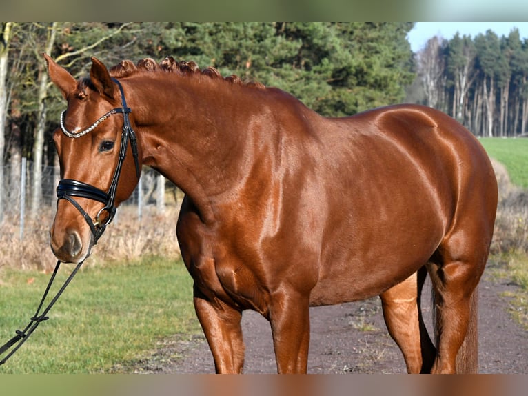 Sportivo Tedesco / Sportivo della Germania Giumenta 3 Anni 160 cm Sauro in Kamern