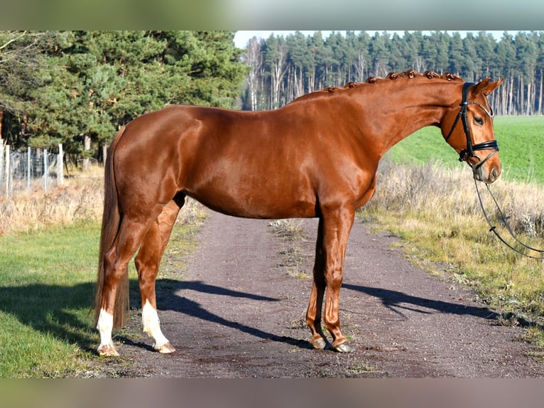 Sportivo Tedesco / Sportivo della Germania Giumenta 3 Anni 160 cm Sauro in Kamern