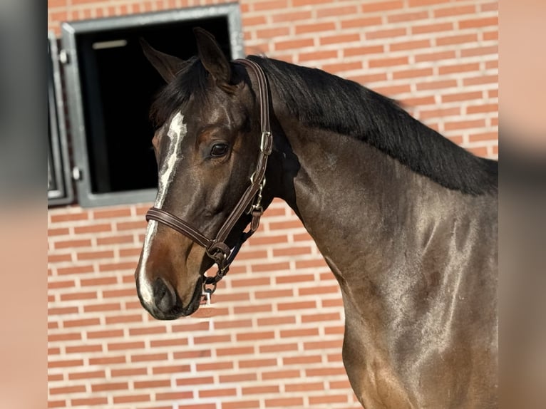 Sportivo Tedesco / Sportivo della Germania Giumenta 3 Anni 162 cm Baio in Zieuwent