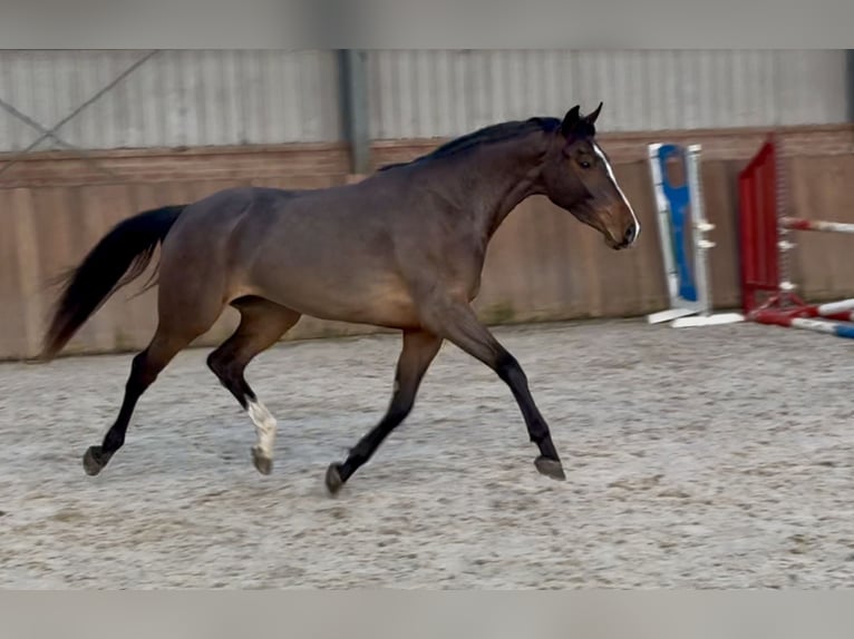 Sportivo Tedesco / Sportivo della Germania Giumenta 3 Anni 162 cm Baio in Zieuwent