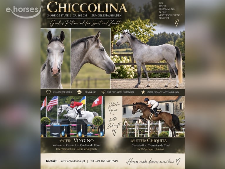 Sportivo Tedesco / Sportivo della Germania Giumenta 3 Anni 162 cm Grigio in Bad Langensalza
