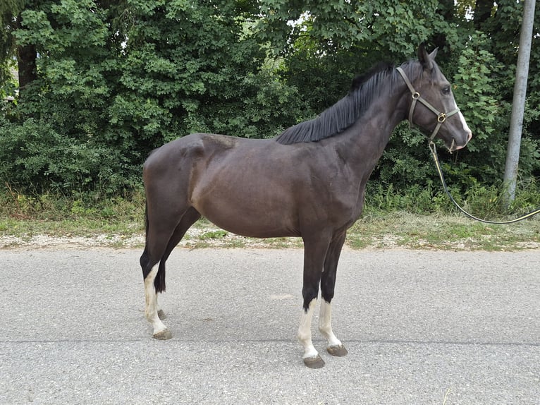 Sportivo Tedesco / Sportivo della Germania Giumenta 3 Anni 162 cm Morello in Oettingen