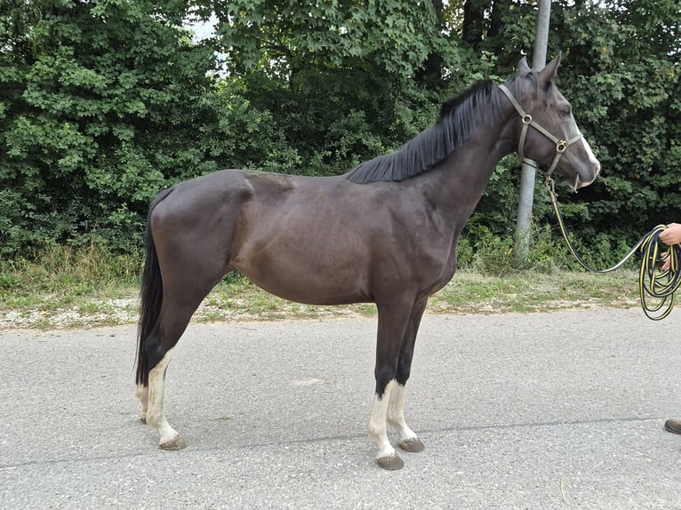 Sportivo Tedesco / Sportivo della Germania Giumenta 3 Anni 162 cm Morello in Oettingen