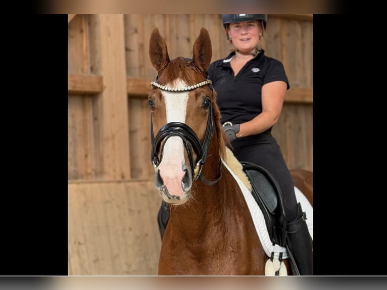 Sportivo Tedesco / Sportivo della Germania Giumenta 3 Anni 162 cm Sauro in Jengen
