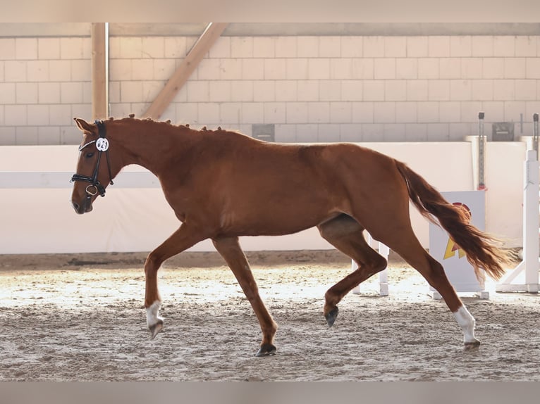 Sportivo Tedesco / Sportivo della Germania Giumenta 3 Anni 162 cm Sauro in Nauen