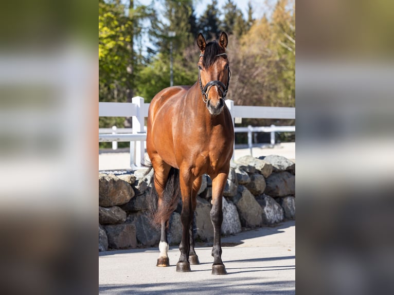 Sportivo Tedesco / Sportivo della Germania Giumenta 3 Anni 163 cm Baio in Lechbruck