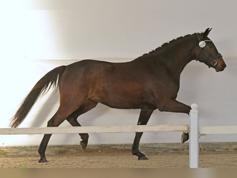 Sportivo Tedesco / Sportivo della Germania Giumenta 3 Anni 163 cm Baio scuro in Limburgerhof