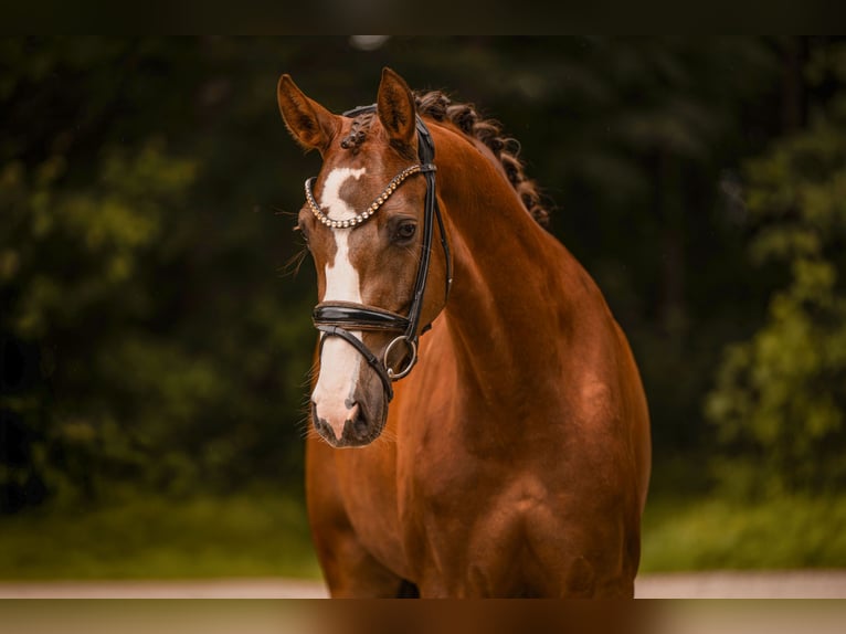 Sportivo Tedesco / Sportivo della Germania Giumenta 3 Anni 163 cm  in Wehringen